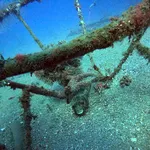 Pufferfish and chair la casa underwater pyramids