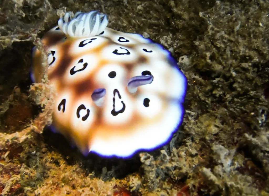 Roda Reef
