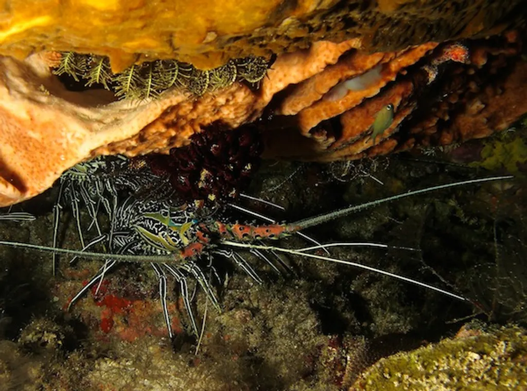Crayfish Marble Rock Timor leste