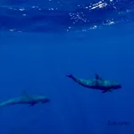 Melon Headed Whales