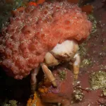 Furred sponge crab