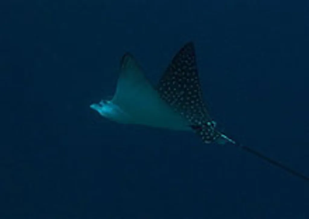 Eagle rays - Outer Reef Atauro