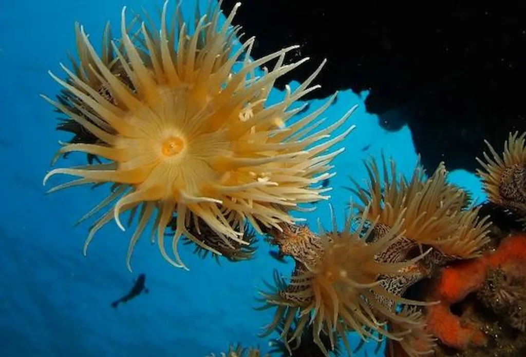 Anemone dirt track dive site