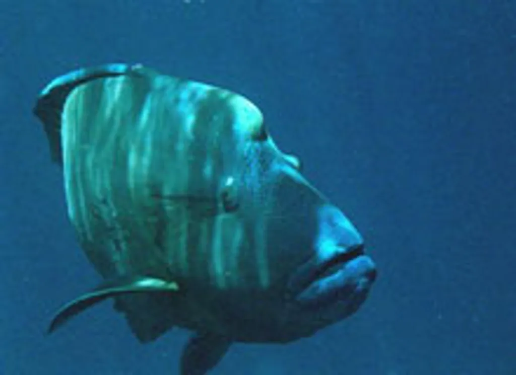 Napolean Wrasse Manta Cove