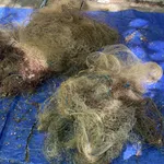 Fishing net from Roda Reef