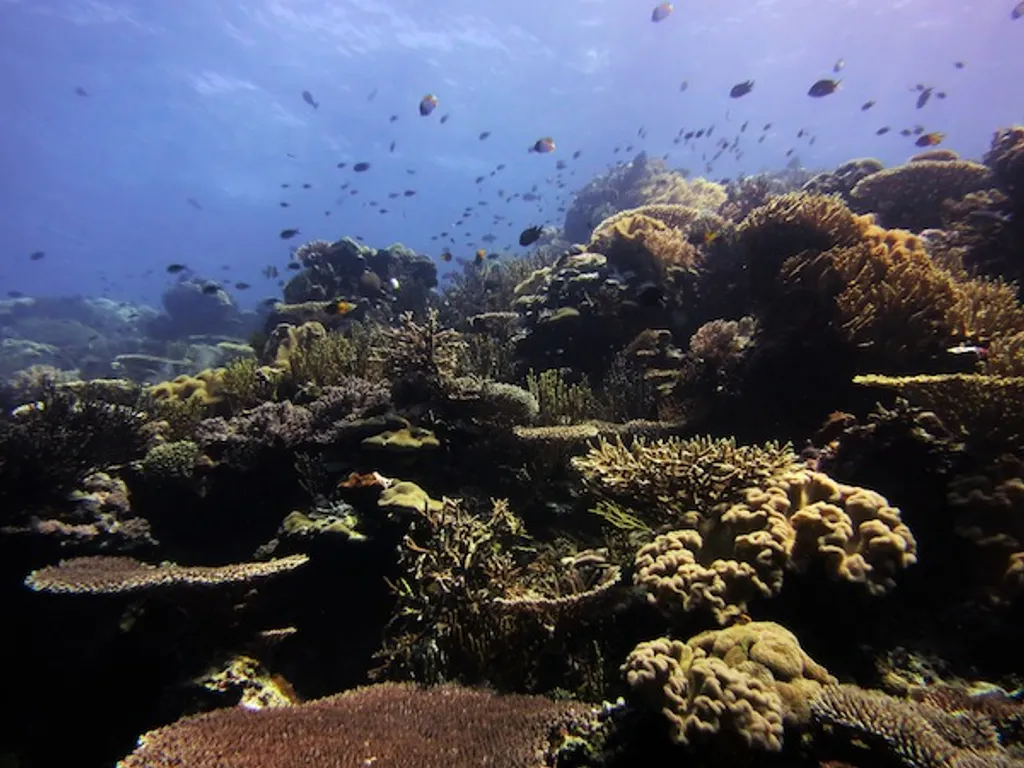 Atauro outer reef