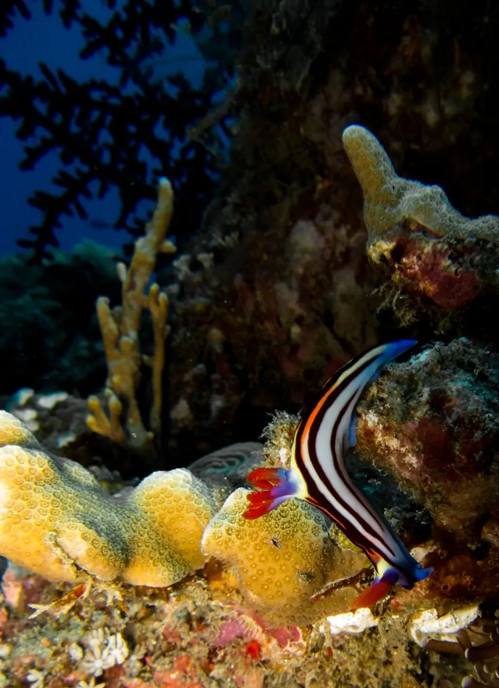 Bubble beach macro