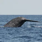 Pygmy Blue Whale