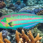 surge wrasse underwater sex change
