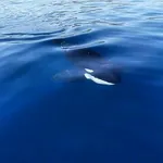 Orca whale communication