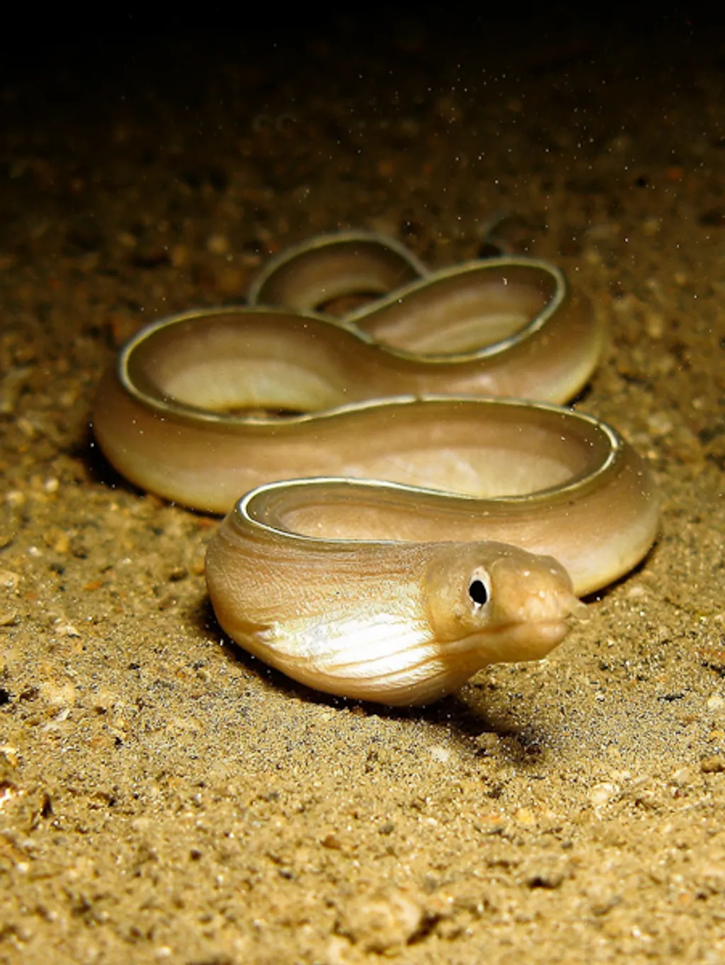 Dan´s Sandy Bottom