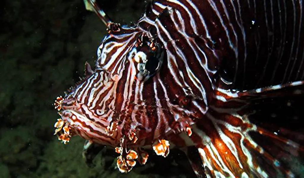 Lionfish Lone tree dive site Timor Leste