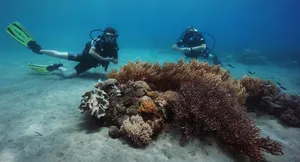 Discover scuba diving experience