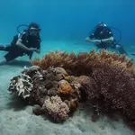 Discover scuba diving experience