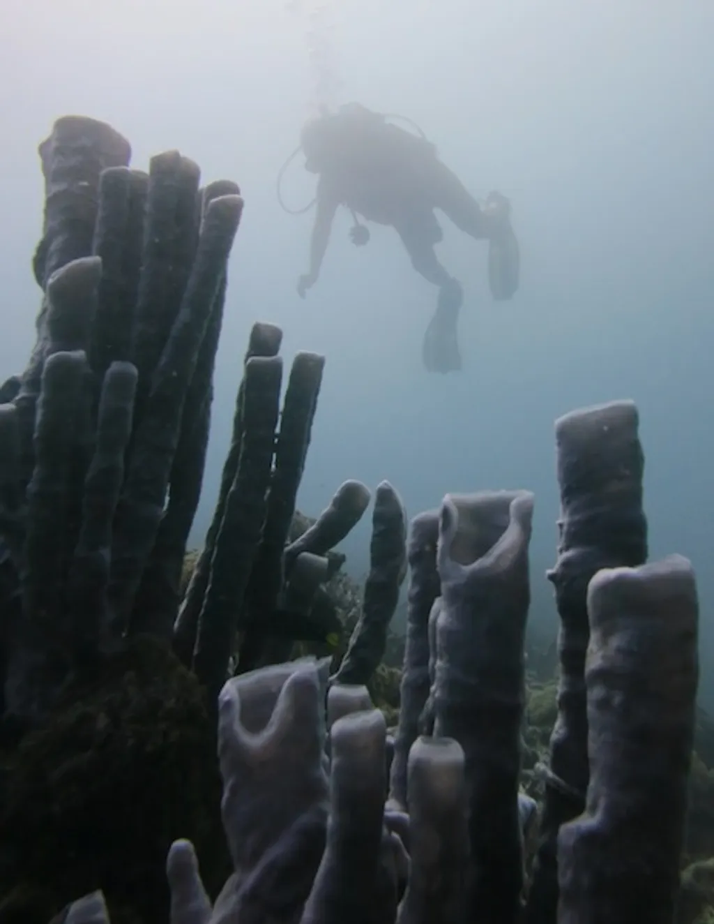 Tube sponges in the coral reef of christo rei
