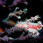 Pink Ornate Ghost Pipefish