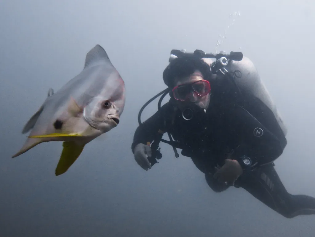 Batfish at Pertamina jetty