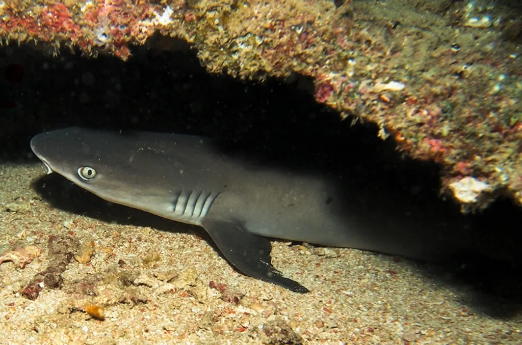 white tip reef shark the pinnacle Timor Leste