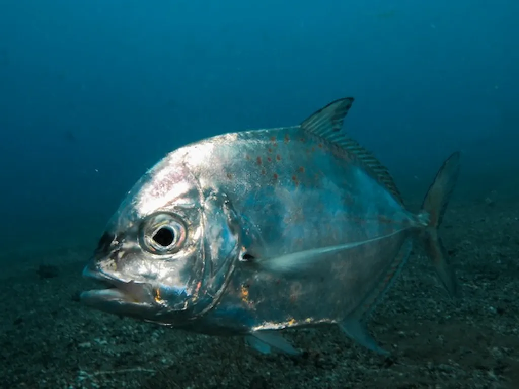 Spanish Mackrel Table Top