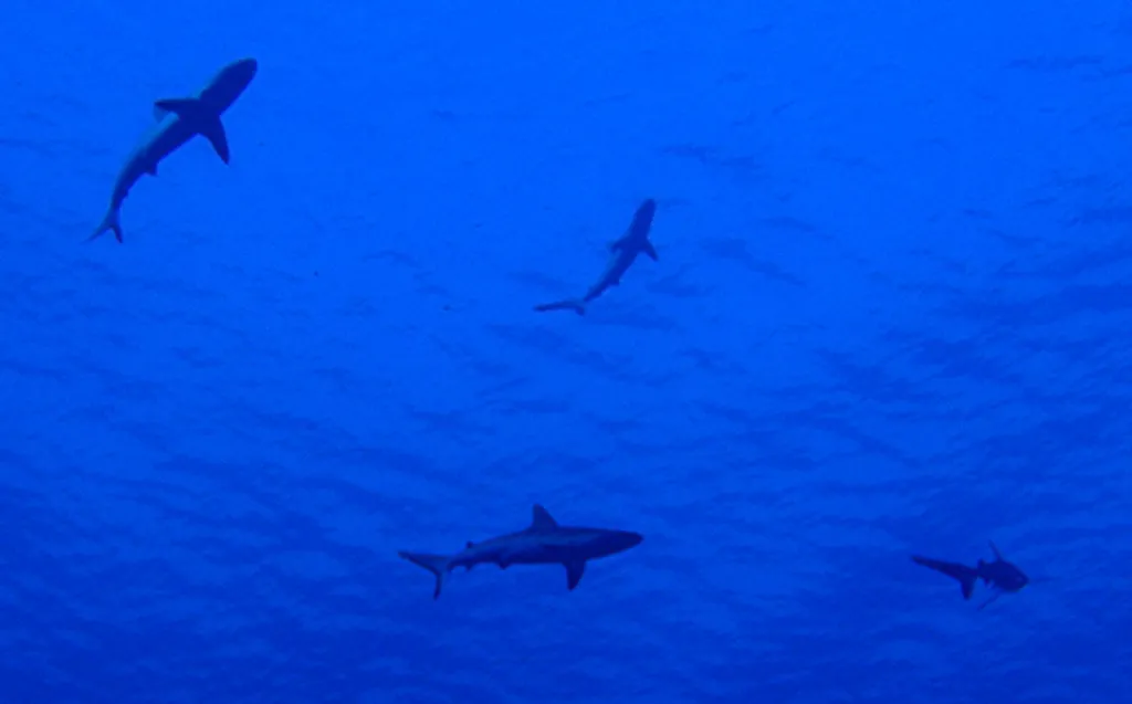 Sharks at Shark fin atauro island