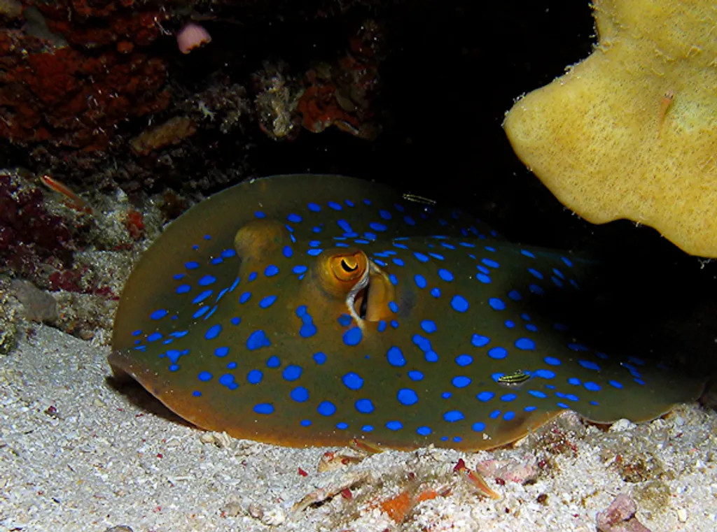 blue spotted stingray christo Rei East Timor