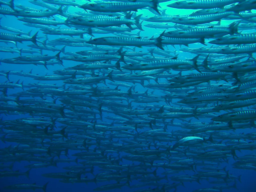 The Pinnacle barracuda dili diving