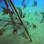 Batfish adopting the underwater pyramids