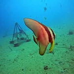 Batfish with underwater pyramids - La Casa