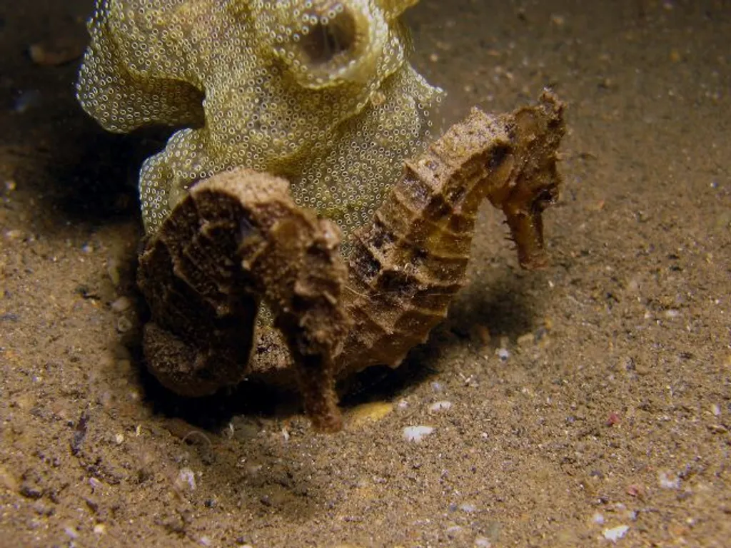 Seahorsea at muck dive Tasi Tolu