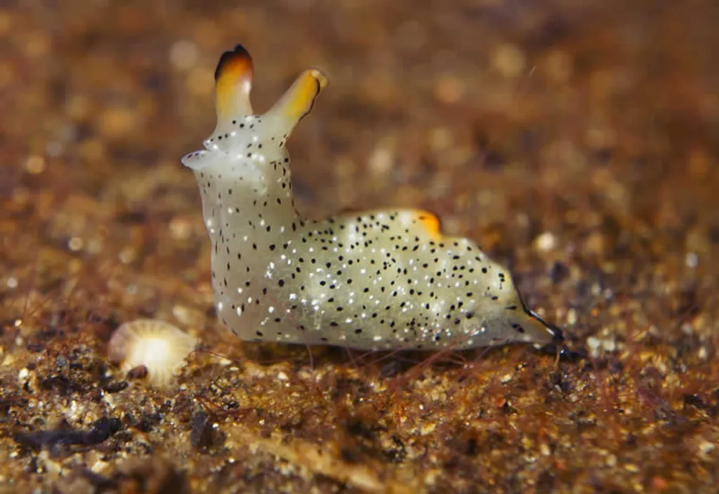 Little fella on Tasi Tolu. Of just a few millimeters, they are tiny Little guys dragin along the muck site.