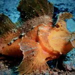 Rhinopius