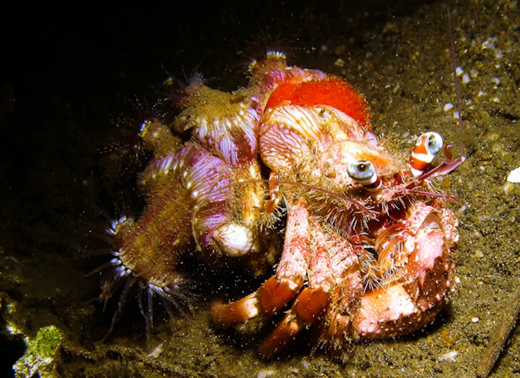 Hermit crab Maubara Church