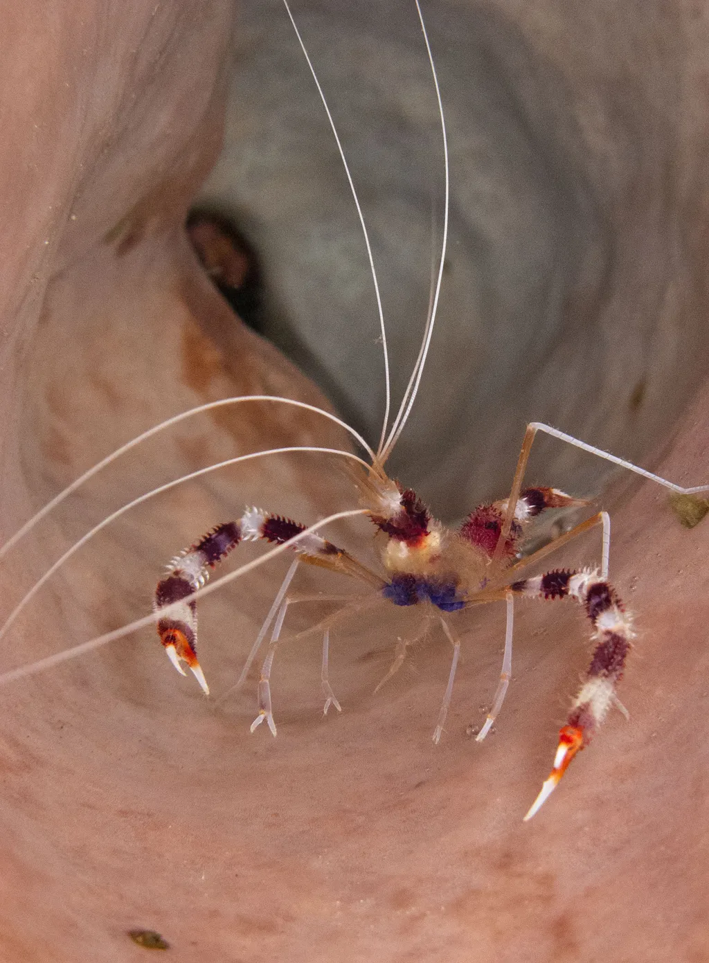Banded Coral Shrimp - Stenopus Hispidus - K57