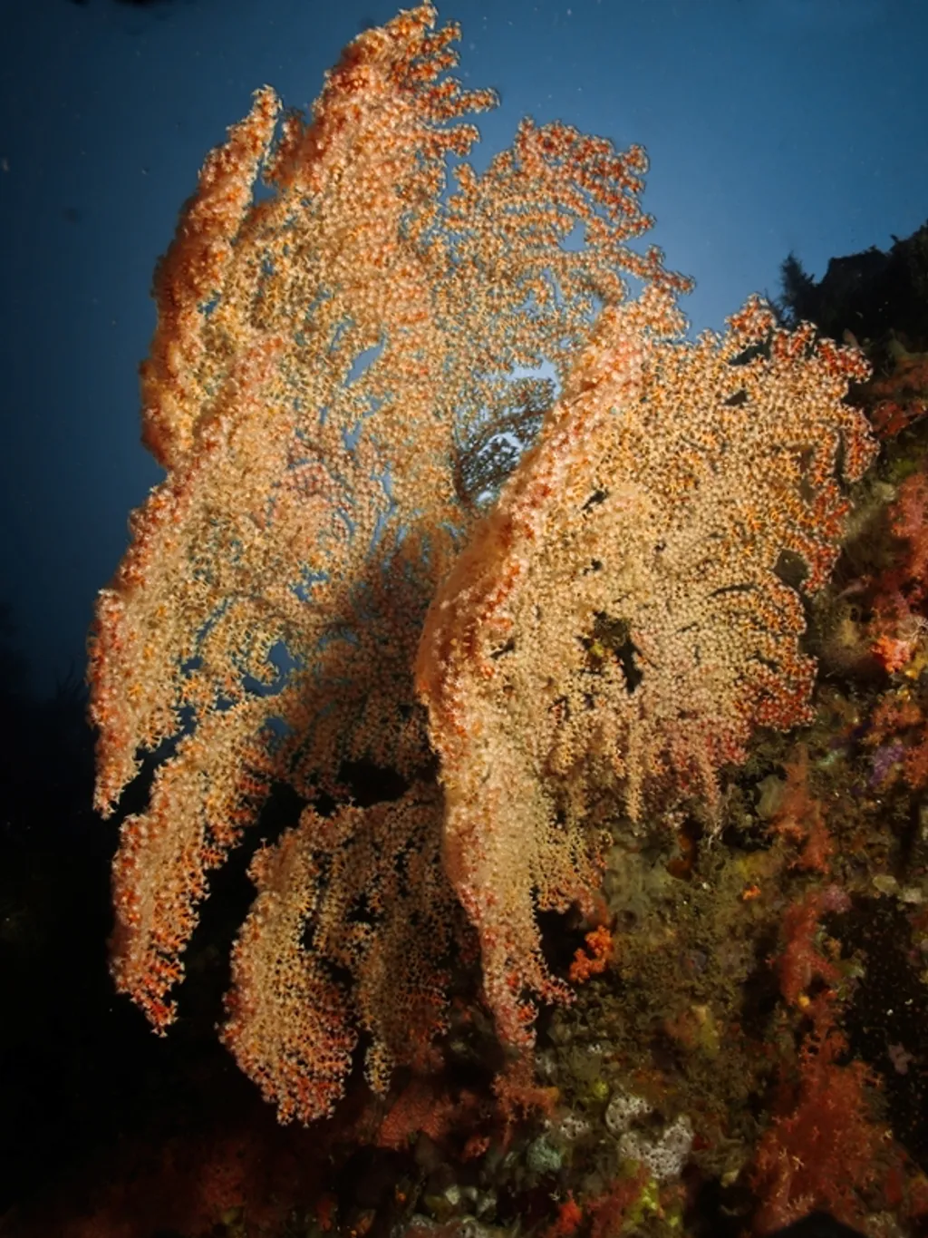 Sea Fans Black Rock Timor Leste