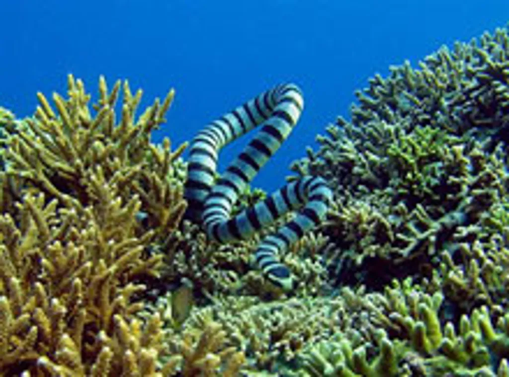 Banded sea krait Inner Reef Atauro Island Blue Timor