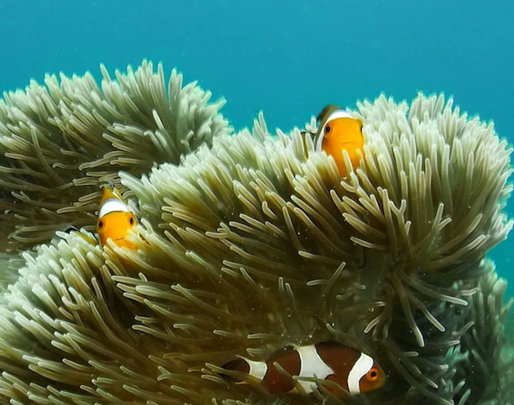 Finding nemo Lone tree dive site