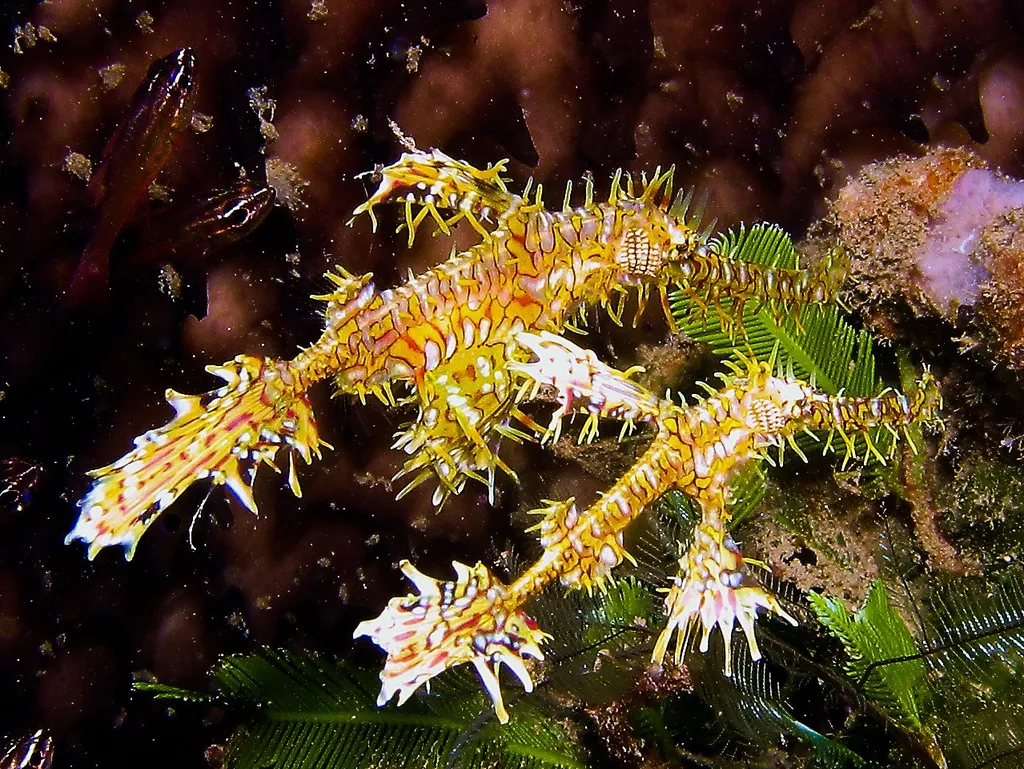Ornate Ghost Pipefish